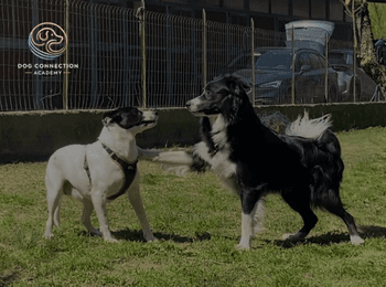 Certificato Educatore Cinofilo